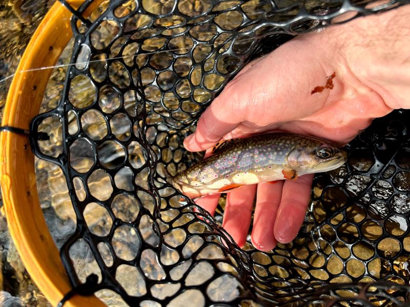 My first Brook Trout