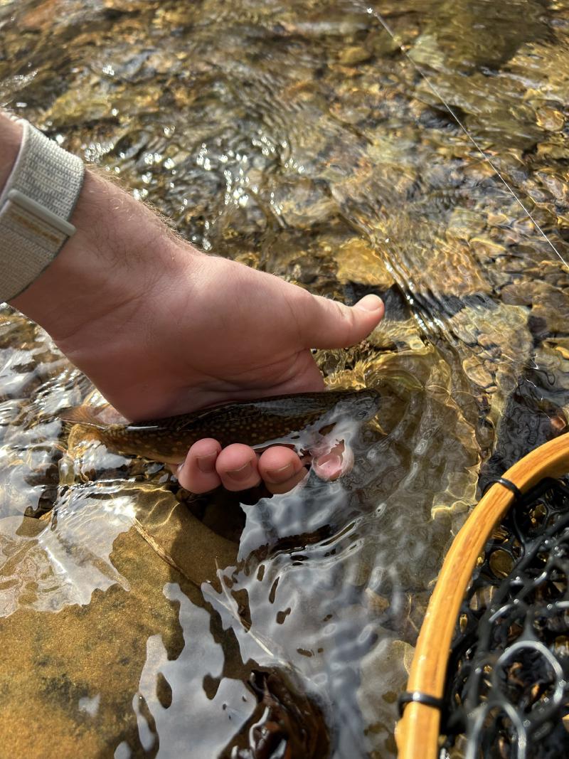 My first Brook Trout
